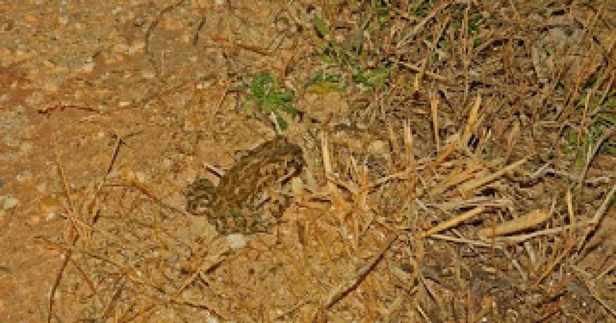 Lama Balice, un tesoro: scoperti ipogeo e smeraldino. Nel degrado 